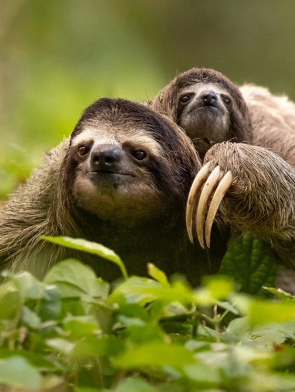 Mom With Attached Baby Plush Sloth Stuffed Animal 18